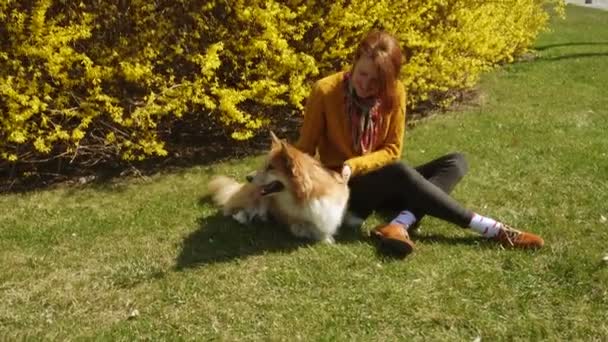 Güler Yüzlü Kız Güneşli Bahar Gününde Çimenlikte Corgi Köpeğiyle Oynuyor — Stok video