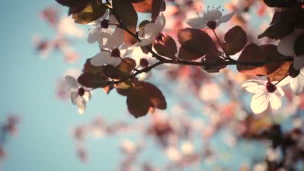 Pink Blooming Cherry Tree Wind Close — Stock Video