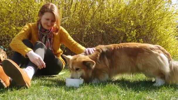 Menina Sorrindo Brincando Com Cachorro Corgi Gramado Dia Ensolarado Primavera — Vídeo de Stock