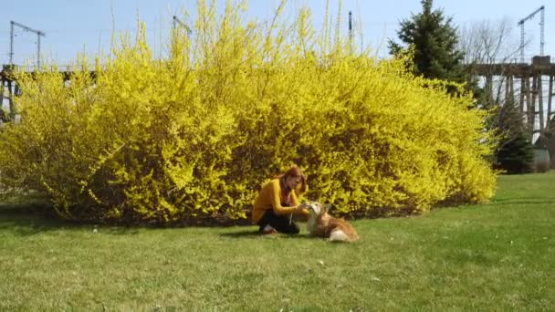 Chica Sonriente Jugando Con Perro Corgi Césped Soleado Día Primavera — Vídeo de stock