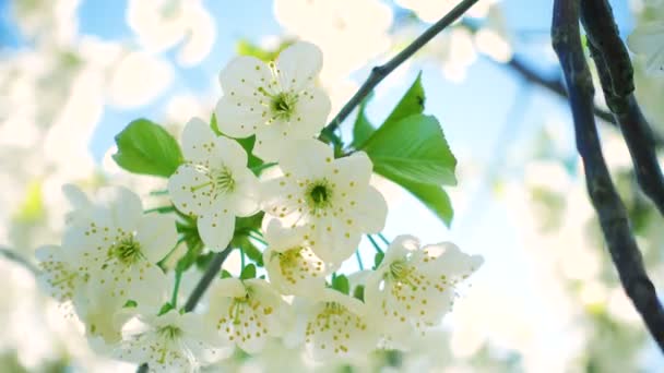 White Blooming Cherry Tree Wind Close — Stock Video