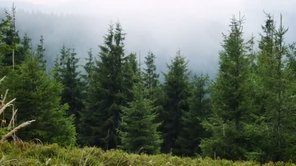 Nebbia Nella Pineta Montagna — Video Stock