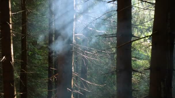 篝火的烟雾从森林的松树中升起 — 图库视频影像