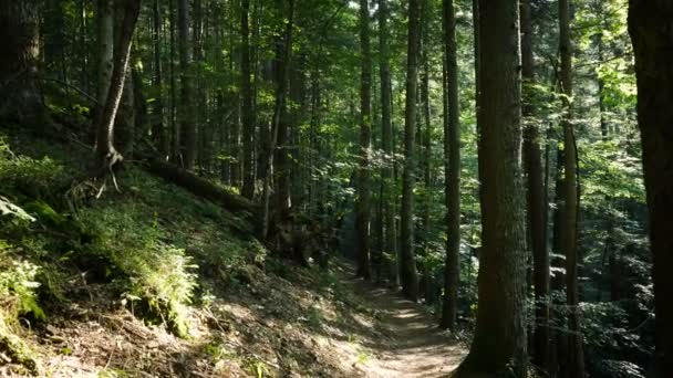 木の幹の後ろに太陽の光を持つ日当たりの良い松林 — ストック動画