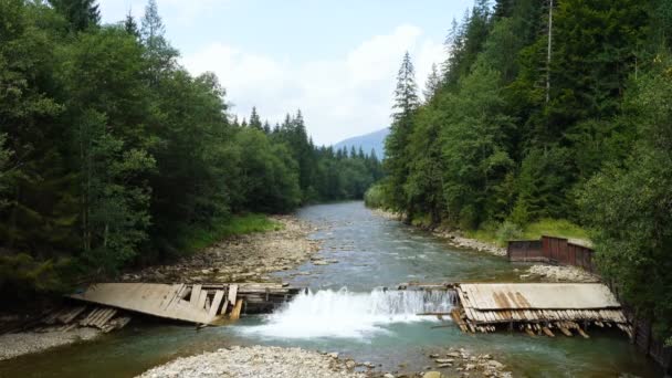 Όμορφο Βουνό Ποτάμι Τρέχει Μέσα Από Πευκοδάσος — Αρχείο Βίντεο