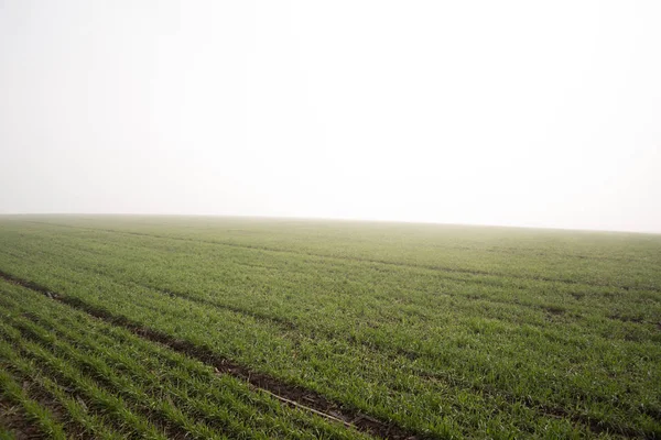 Wheat field in early spring. first shoots — Stock Photo, Image