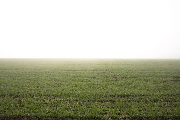 Wheat field in early spring. first shoots — Stock Photo, Image