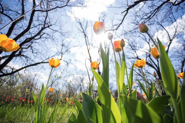 Tulipas no jardim — Fotografia de Stock