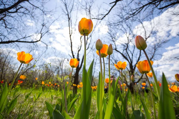 Tulipes dans le jardin — Photo