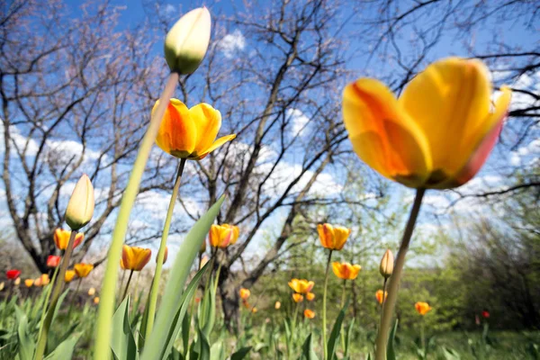 Tulipes dans le jardin — Photo