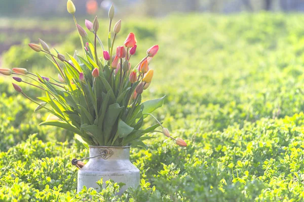 Bouquet énorme de tulipes — Photo