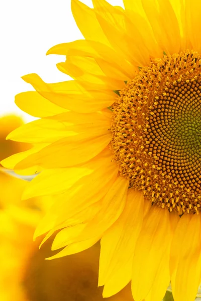 Flores de girasol en el campo de la noche —  Fotos de Stock