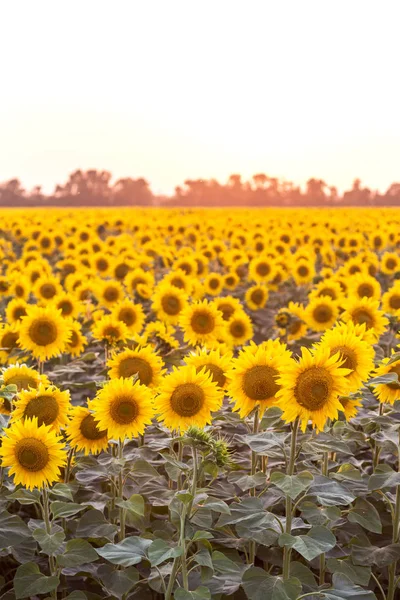 Zonnebloem bloemen op het avond veld — Stockfoto