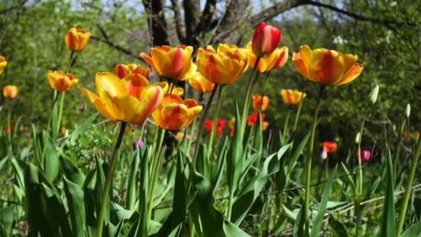 Vadon Termő Tulipánok Nőnek Régi Tavaszi Kertben Napsütéses Tavaszi Napon — Stock videók