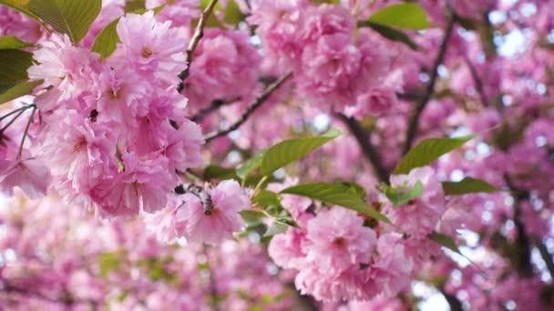 Sakura Flores Cerezo Florecen Atardecer — Vídeos de Stock