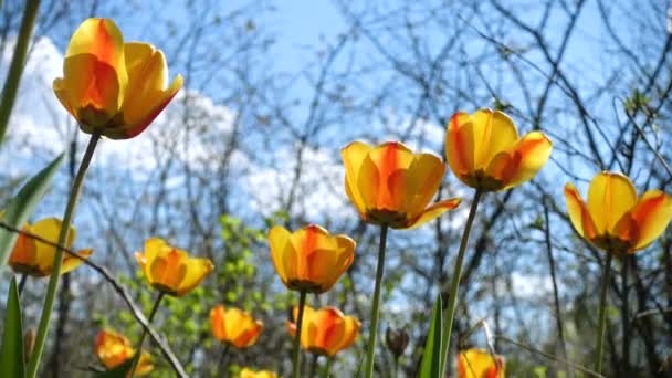 Wildwachsende Tulpen Alten Frühlingsgarten Sonnigen Frühlingstagen — Stockvideo
