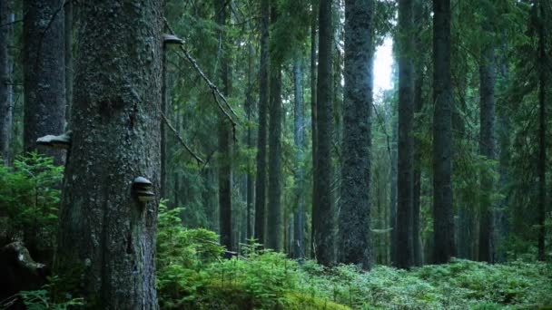古い美しい木々 のある風光明媚な暗い森 — ストック動画