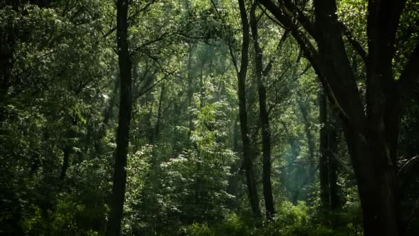 Magical Forest Blooming Popplar Trees — Stock Video