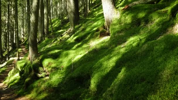 Sonniger Kiefernwald Mit Den Sonnenstrahlen Hinter Den Baumstämmen — Stockvideo