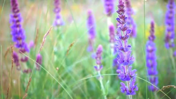 Hierba Salvia Cerca Hora Noche — Vídeos de Stock