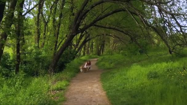 美しい自然公園の木々の下の歩道を歩くコルギ犬の美しい少女 — ストック動画