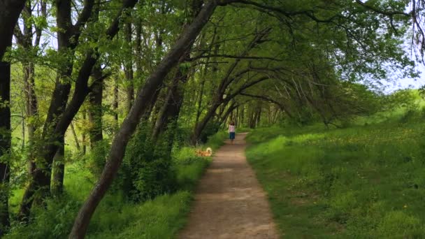 Young Beautiful Girl Corgi Dog Walking Foothpath Trees Beautiful Natural — Stok video