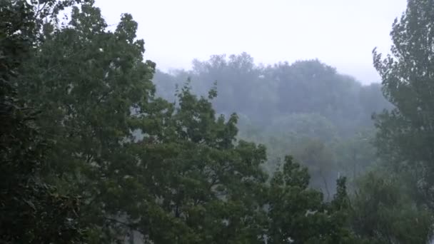 激しい雨と強い風の中で木を吹く 悪天候と嵐 — ストック動画