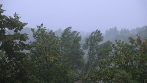 Soplando Árboles Durante Fuertes Lluvias Fuertes Vientos Mal Tiempo Tormenta — Vídeos de Stock