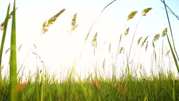 牧草地で風に吹かれて草を — ストック動画