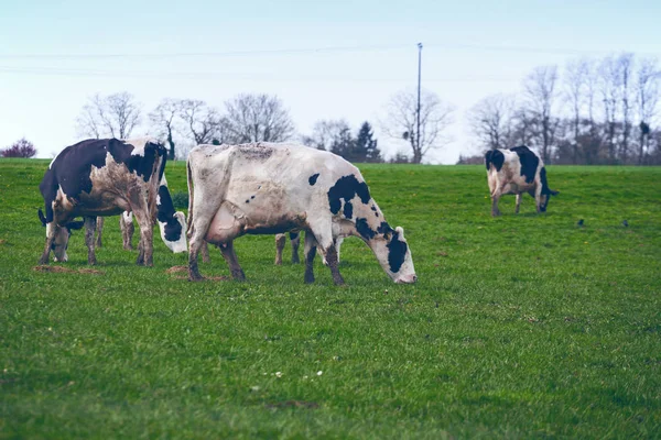 Kor på betesmark — Stockfoto