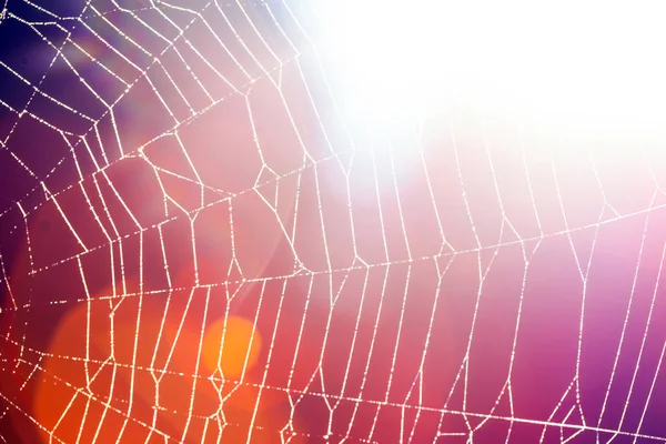 Cobweb - uno sfondo astratto — Foto Stock