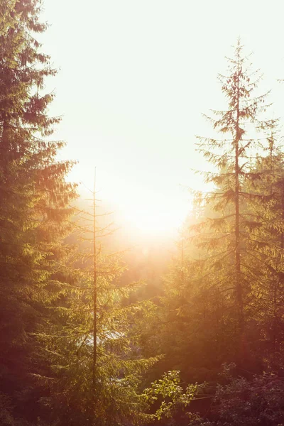 Utsikt över dalen — Stockfoto