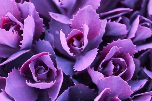 Vacker blommig bakgrund — Stockfoto