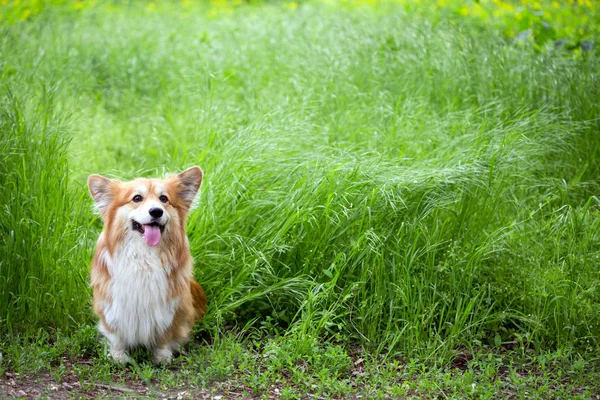 Retrato esponjoso corgi —  Fotos de Stock