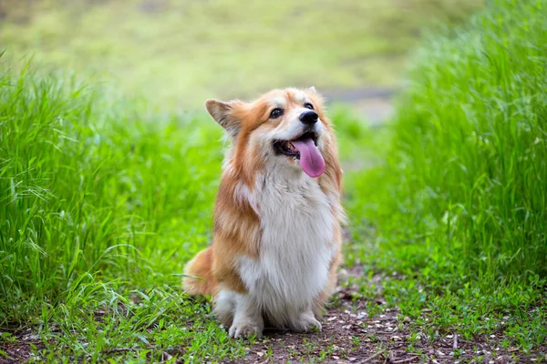 Retrato esponjoso corgi — Foto de Stock