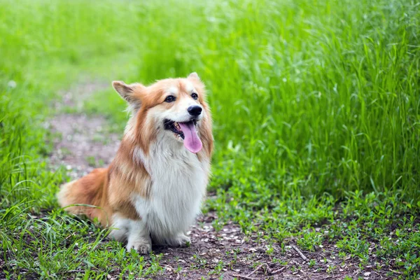 Retrato esponjoso corgi — Foto de Stock