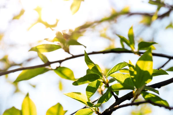 Tree branch with buds — Stock Photo, Image