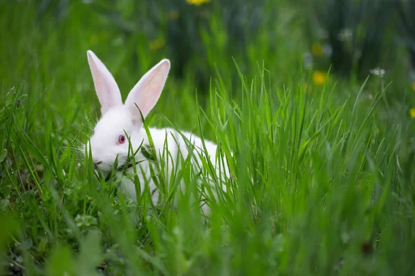beautiful little white rabbit in the grass