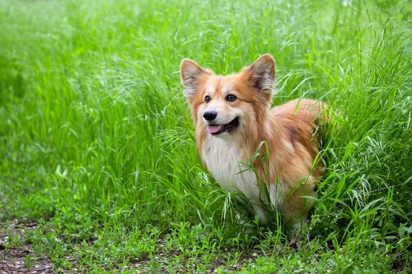 Portret puszysty Corgi — Zdjęcie stockowe