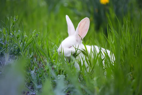 Beautiful little white rabbit in the grass — Stock Photo, Image