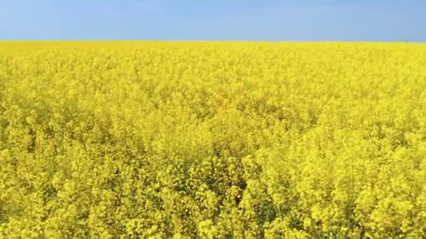 Blühendes Rapsfeld Sonnigen Tag — Stockvideo