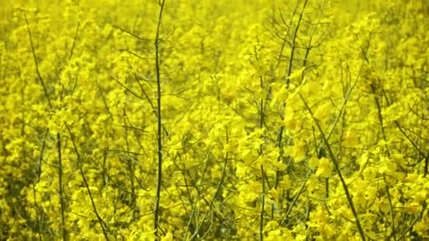 Bloeiende Koolzaad Veld Zonnige Dag — Stockvideo