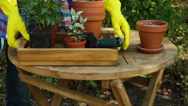 Handen Van Vrouw Planten Van Bloemen Potten Tuin — Stockvideo