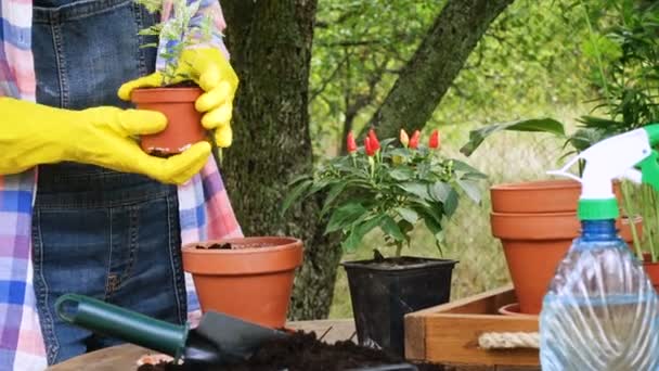 Handen Van Vrouw Planten Van Bloemen Potten Tuin — Stockvideo