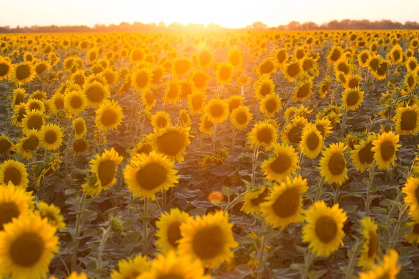Zonnebloem bloemen op het avond veld — Stockfoto