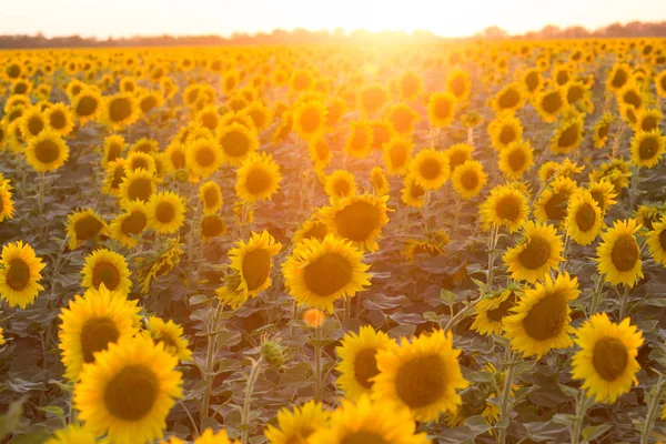 Zonnebloem bloemen op het avond veld — Stockfoto