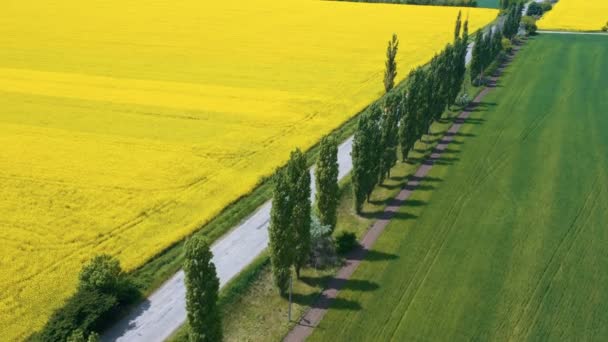 Campo Colza Floreciente Día Soleado — Vídeo de stock