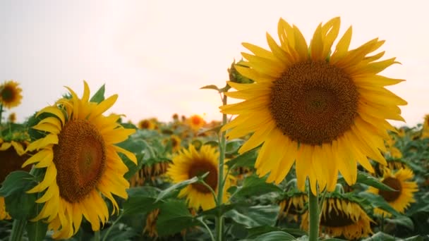 Utsikt Över Kvällsfältet Med Blommande Solrosor — Stockvideo