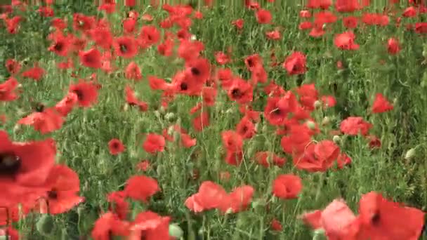 春の畑では風に吹かれて成長するケシの花が — ストック動画