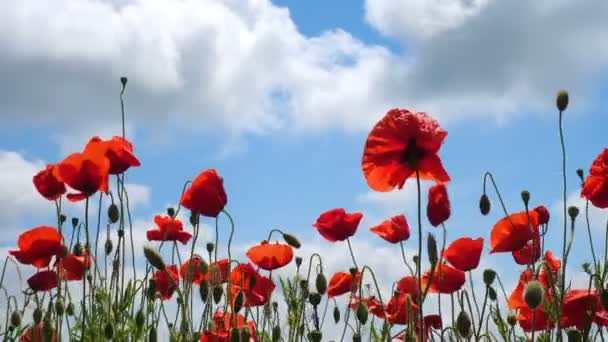 春の畑では風に吹かれて成長するケシの花が — ストック動画